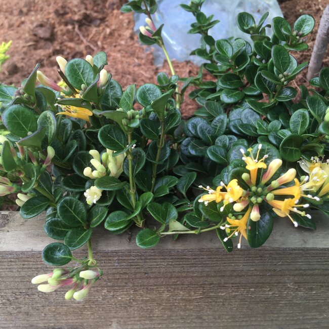 Deel 1 Dwergheesters en dwergconiferen in de tuin