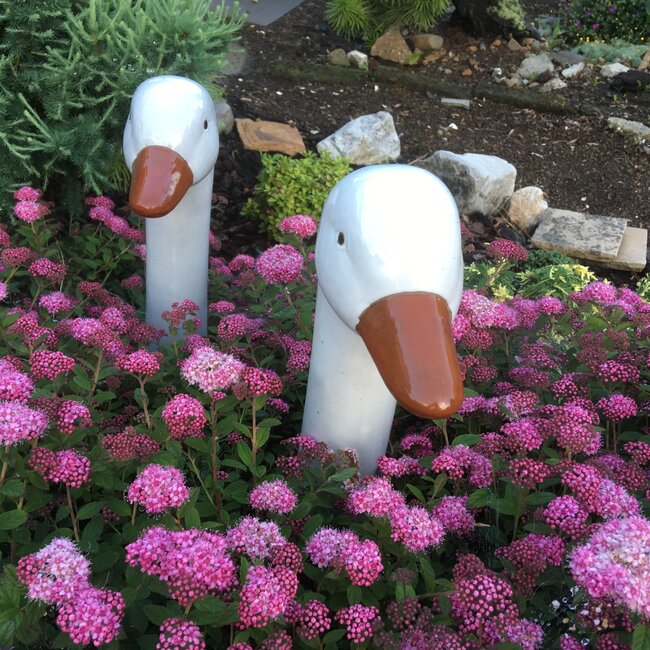 Deel 1 Dwergheesters en dwergconiferen in de tuin