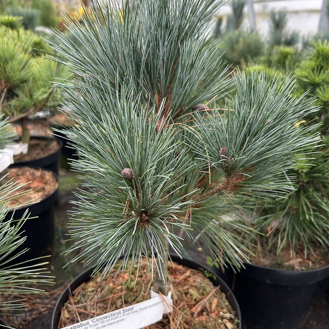 Pinus strobus 'Connecticut Slate'