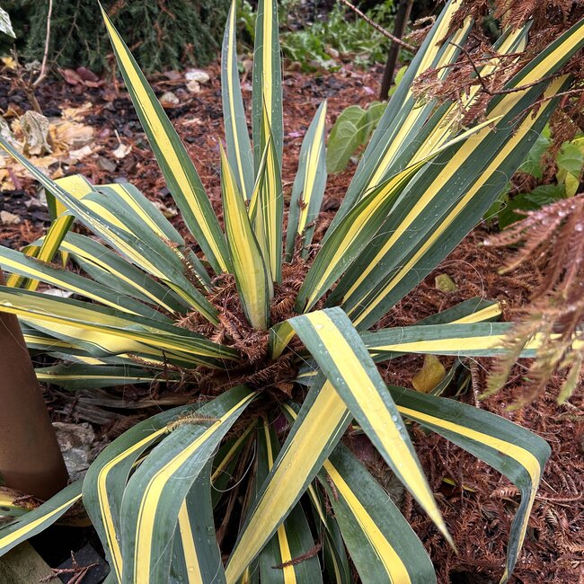 Yucca filamentosa 'Color Guard'
