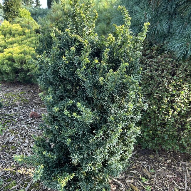 Taxus baccata 'Cristata'