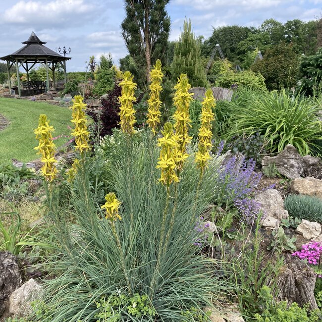 Deel 2 Dwergheesters en dwergconiferen in de tuin