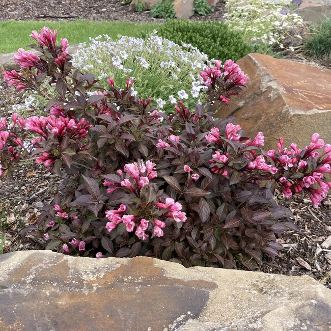 Deel 2 Dwergheesters en dwergconiferen in de tuin