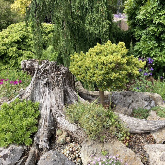 Deel 2 Dwergheesters en dwergconiferen in de tuin