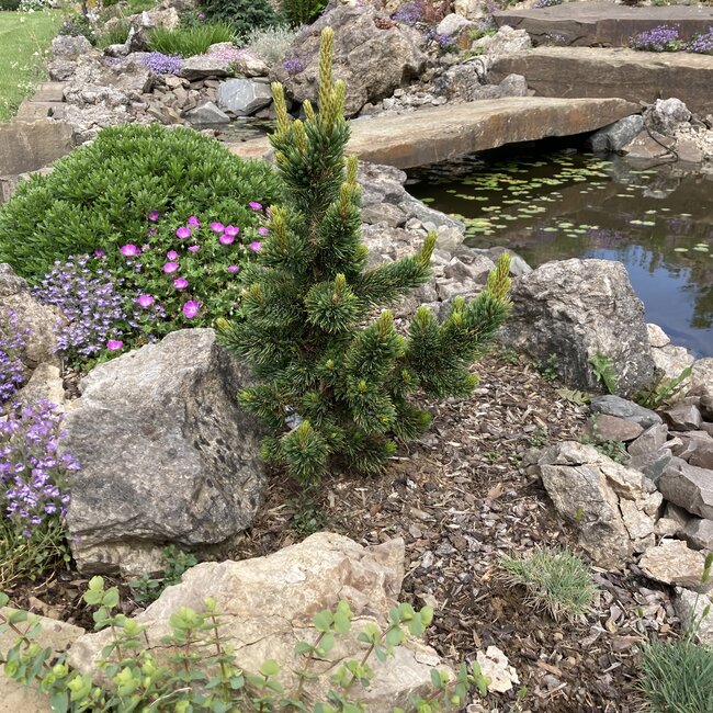 Deel 2 Dwergheesters en dwergconiferen in de tuin