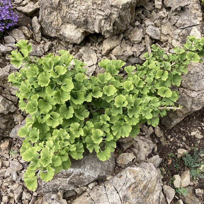 Deel 2 Dwergheesters en dwergconiferen in de tuin