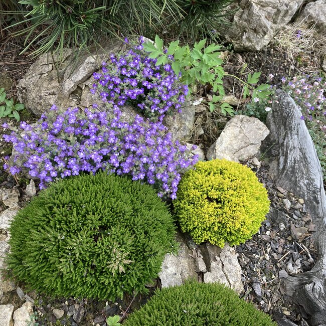 Deel 2 Dwergheesters en dwergconiferen in de tuin