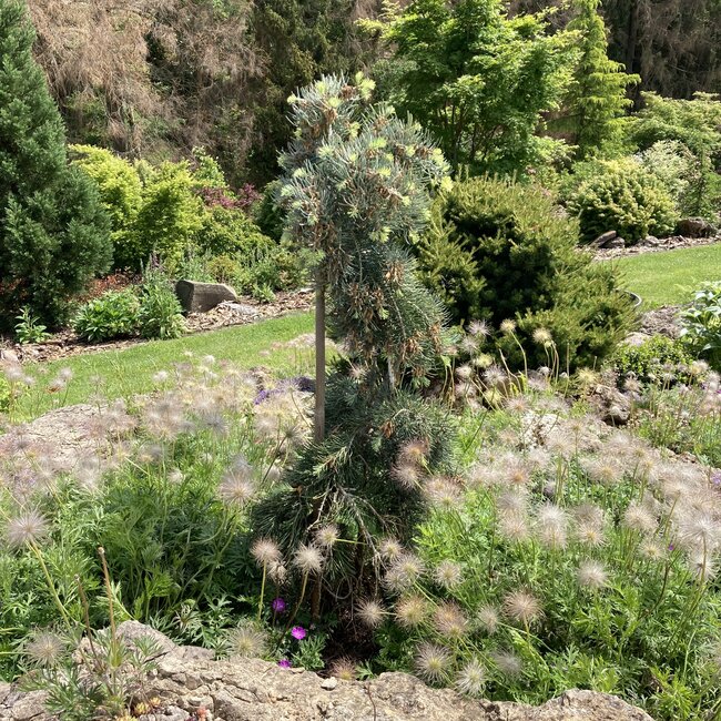 Deel 2 Dwergheesters en dwergconiferen in de tuin