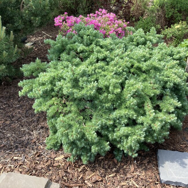 Deel 2 Dwergheesters en dwergconiferen in de tuin