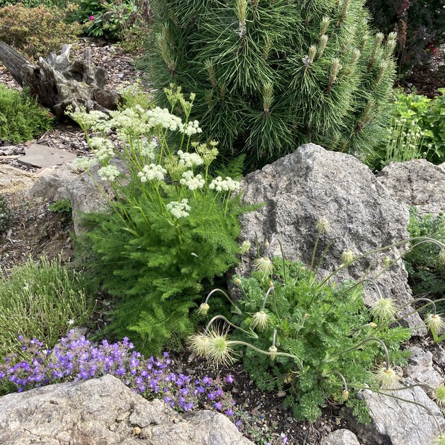 Deel 2 Dwergheesters en dwergconiferen in de tuin