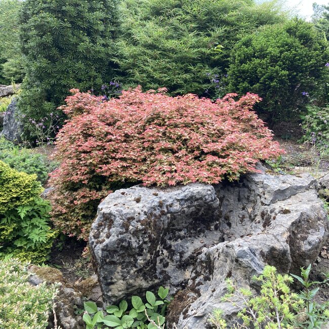 Deel 2 Dwergheesters en dwergconiferen in de tuin
