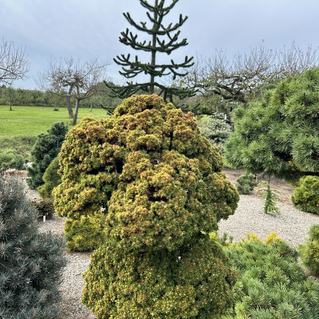 Deel 3 Dwergheesters en dwergconiferen in de tuin