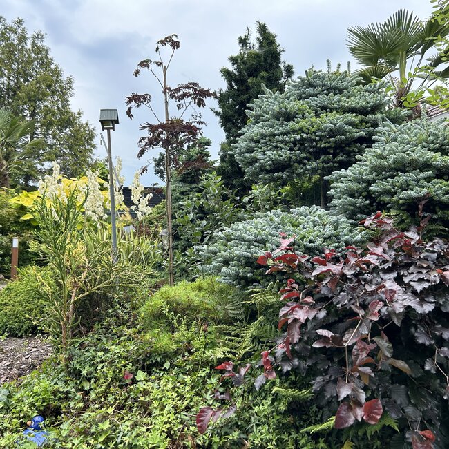 Deel 3 Dwergheesters en dwergconiferen in de tuin