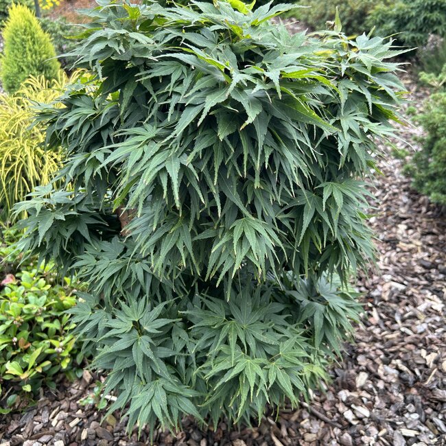 Deel 3 Dwergheesters en dwergconiferen in de tuin