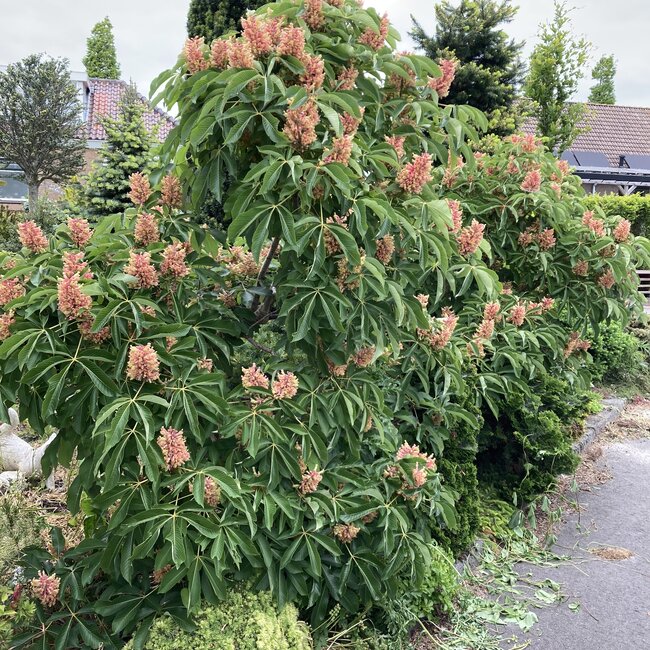 Deel 3 Dwergheesters en dwergconiferen in de tuin