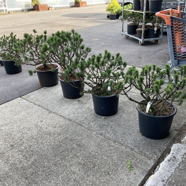 Pinus snoeien en vormen