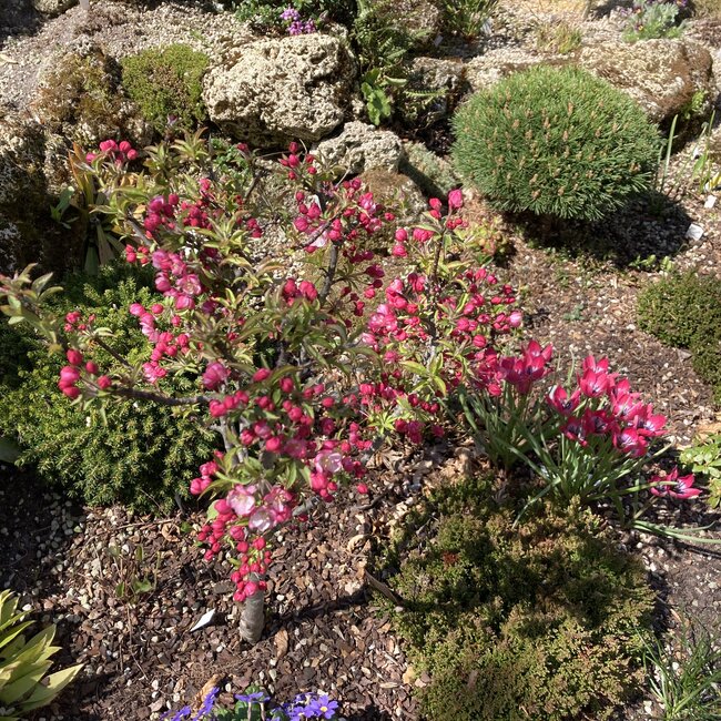 Deel 4 Dwergheesters en dwergconiferen