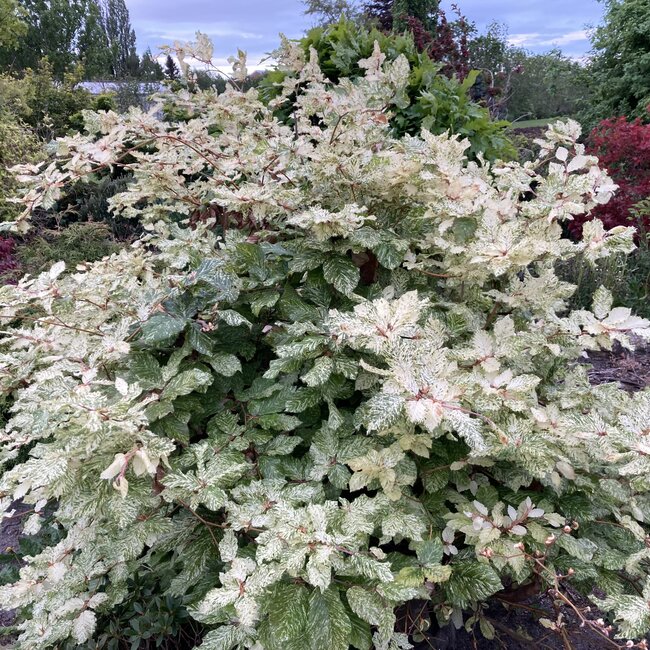 Deel 4 Dwergheesters en dwergconiferen