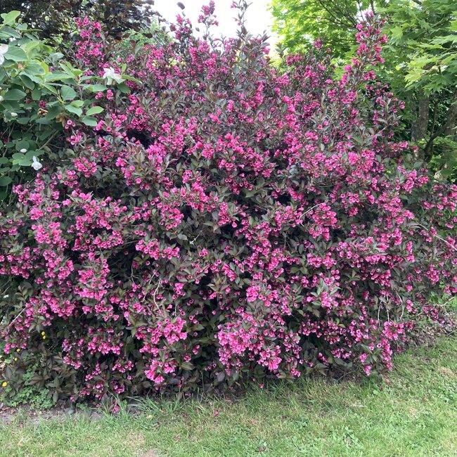 Deel 4 Dwergheesters en dwergconiferen