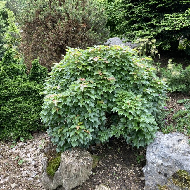 Deel 4 Dwergheesters en dwergconiferen