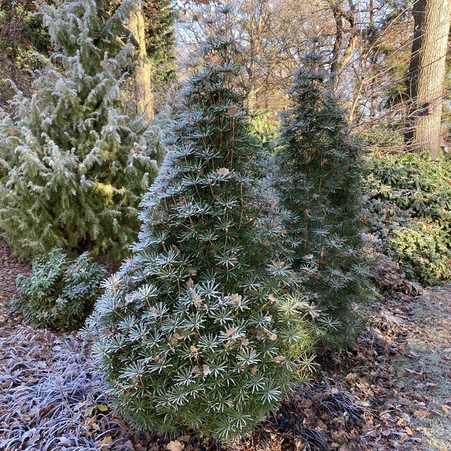 Inspiratietuin met Japanse  accenten Deel 3