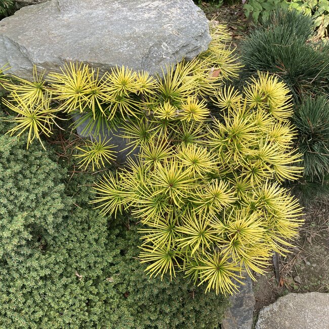 Inspiratietuin met Japanse  accenten Deel 3