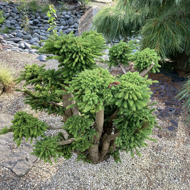 Inspiratietuin met Japanse  accenten Deel 3