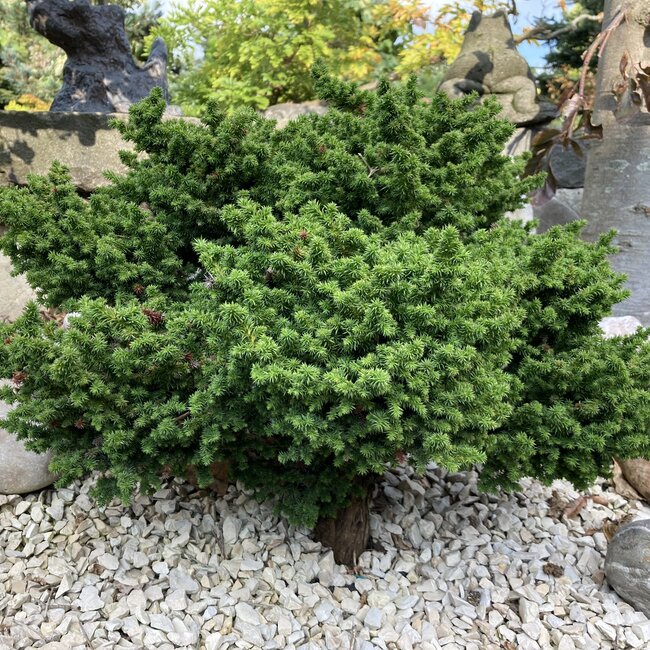 Inspiratietuin met Japanse  accenten Deel 3