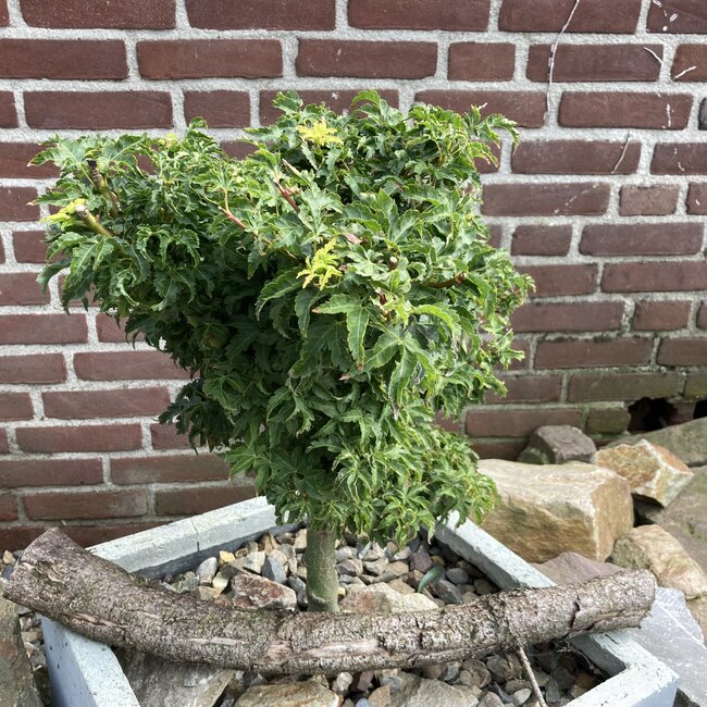 Inspiratietuin met Japanse  accenten Deel 3