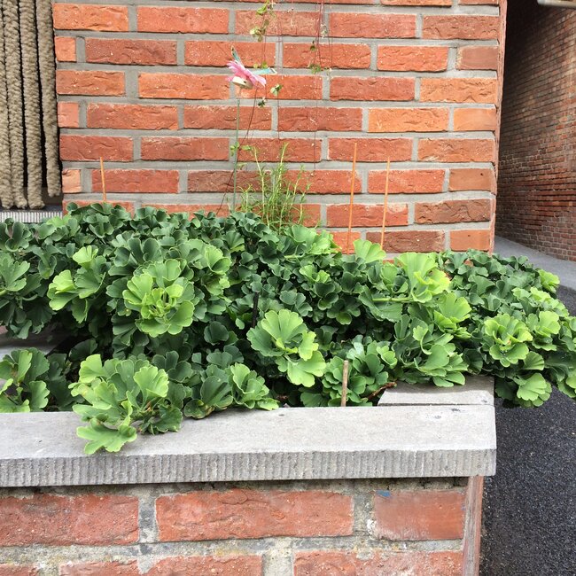 Inspiratietuin met Japanse  accenten Deel 3