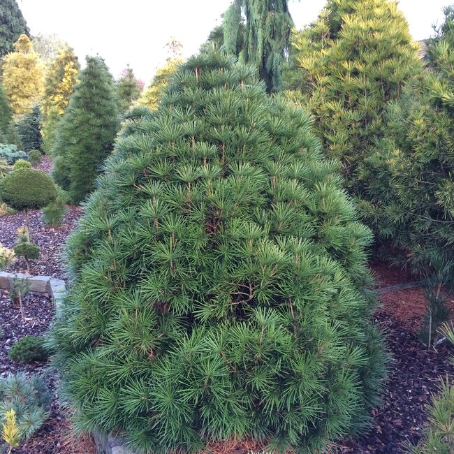 Inspiratietuin met Japanse  accenten Deel 3