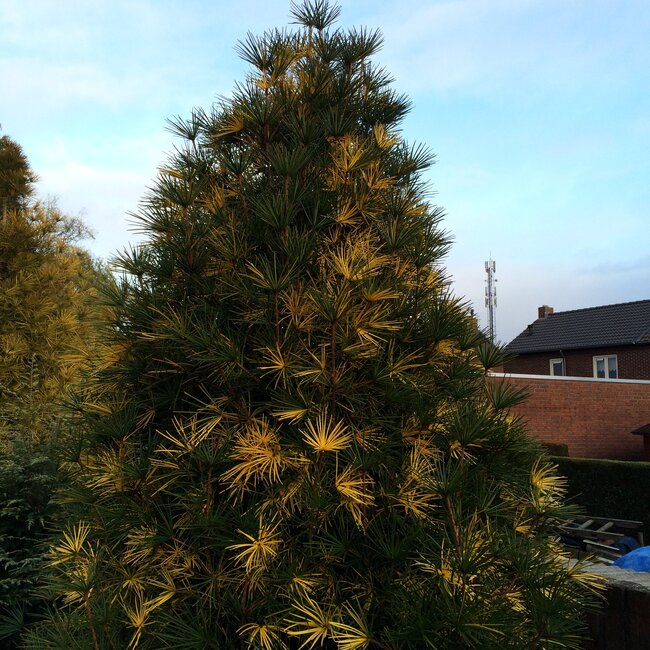 Inspiratietuin met Japanse  accenten Deel 3