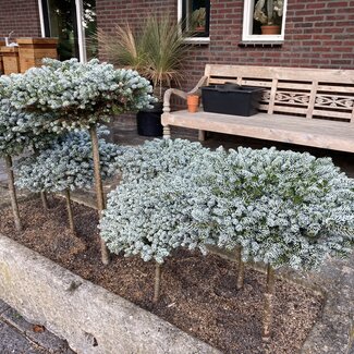 Deel 7