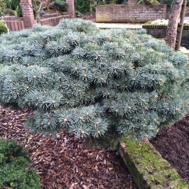 Deel 8 Blauwe coniferen