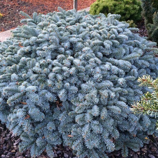 Deel 8 Blauwe coniferen