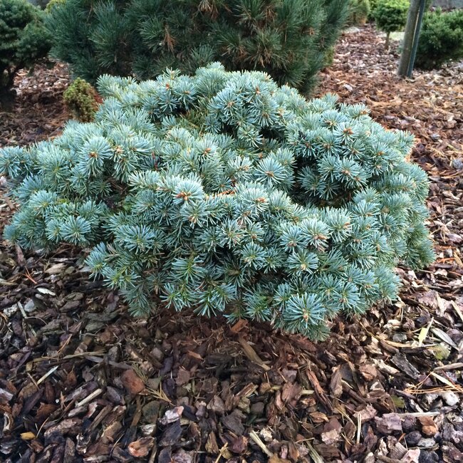 Deel 8 Blauwe coniferen