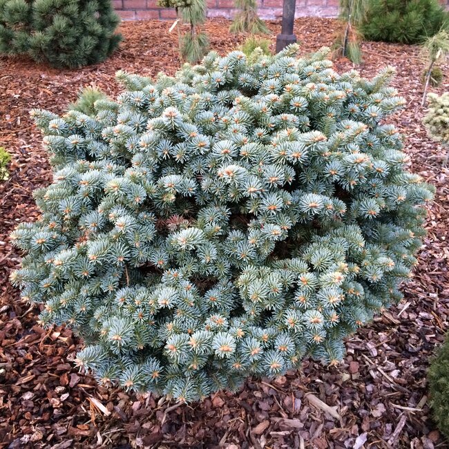 Deel 8 Blauwe coniferen