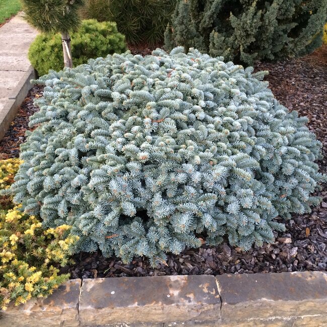 Deel 8 Blauwe coniferen