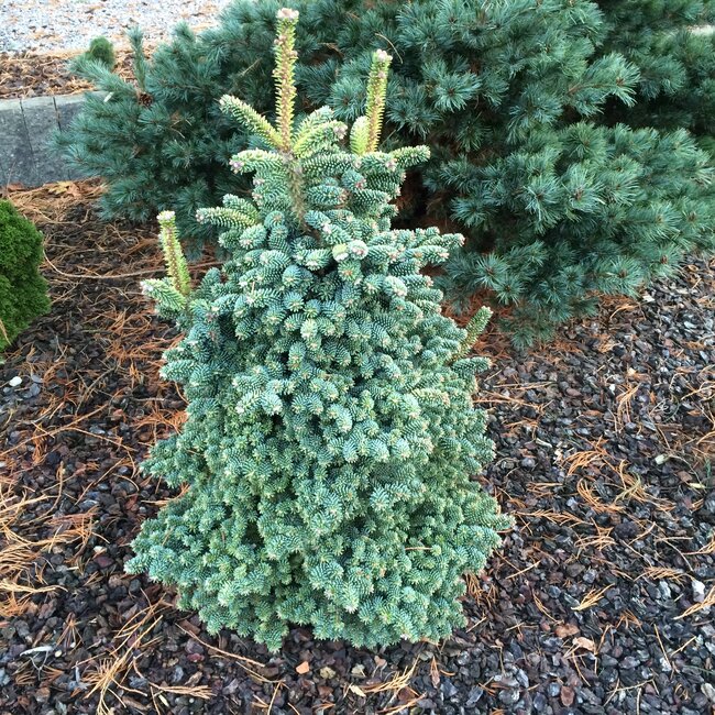 Deel 8 Blauwe coniferen