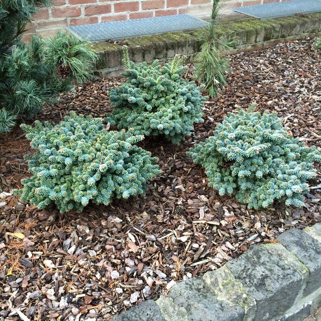 Deel 8 Blauwe coniferen