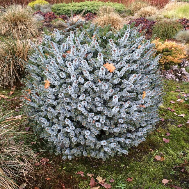 Deel 8 Blauwe coniferen