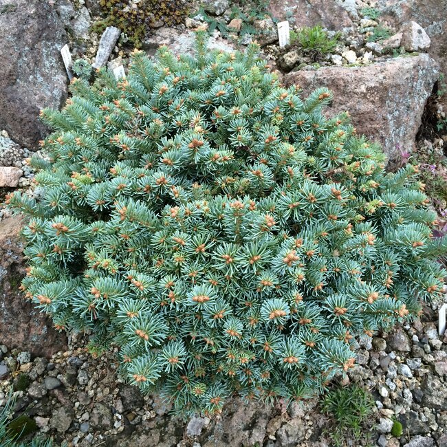 Deel 8 Blauwe coniferen