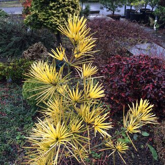 Gele coniferen brengen kleur in de wintertuin