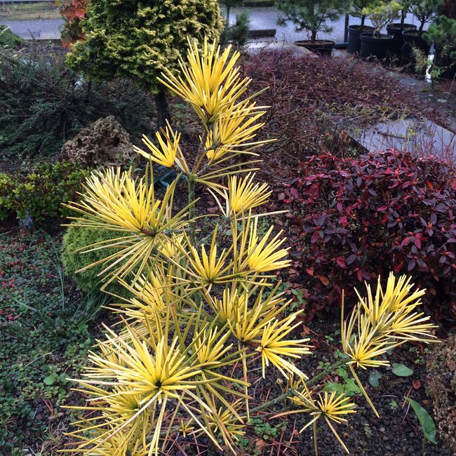 Gele coniferen brengen kleur in de wintertuin
