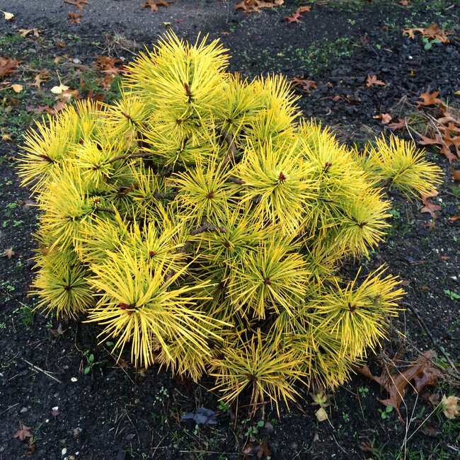 Gele coniferen brengen kleur in de wintertuin