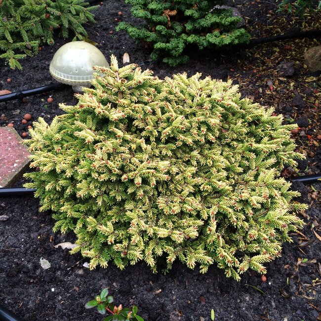 Gele coniferen brengen kleur in de wintertuin