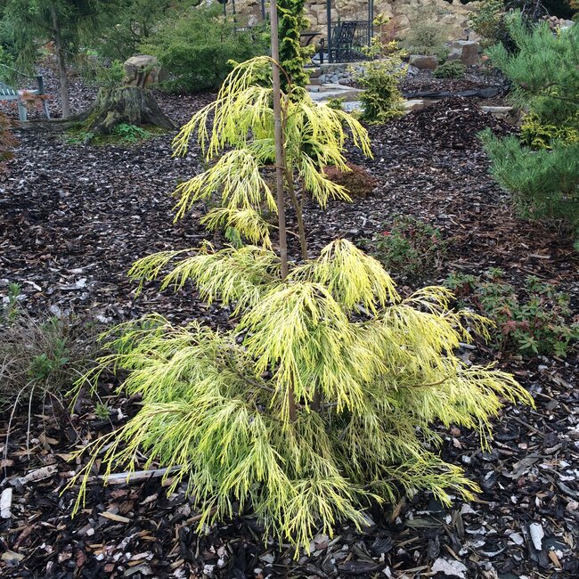 Gele coniferen brengen kleur in de wintertuin