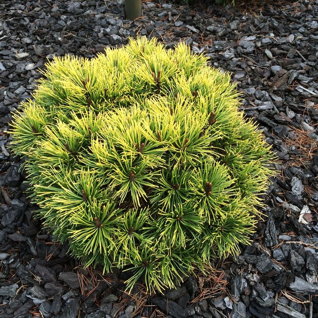 Gele coniferen brengen kleur in de wintertuin