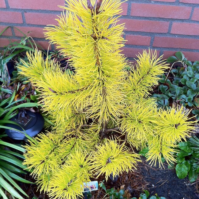Gele coniferen brengen kleur in de wintertuin