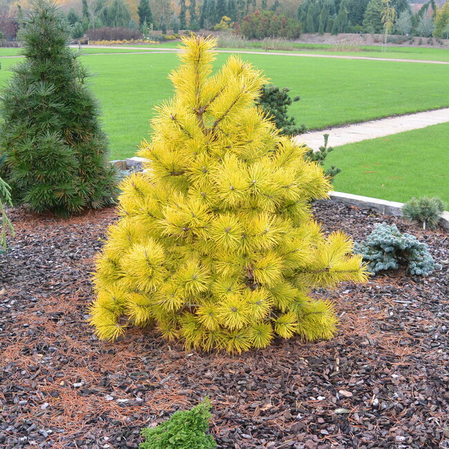 Gele coniferen brengen kleur in de wintertuin